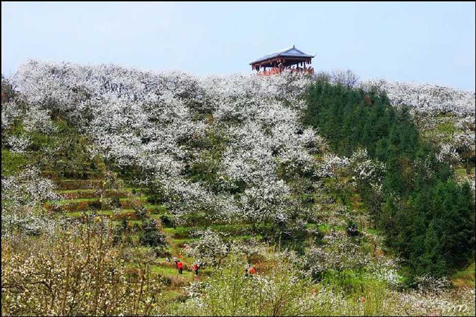 【春天，广西桂林灌阳县向您发出邀请！】我们在灌阳看梨花 - 游山玩水 - 盘锦生活社区 - 盘锦28生活网 pj.28life.net