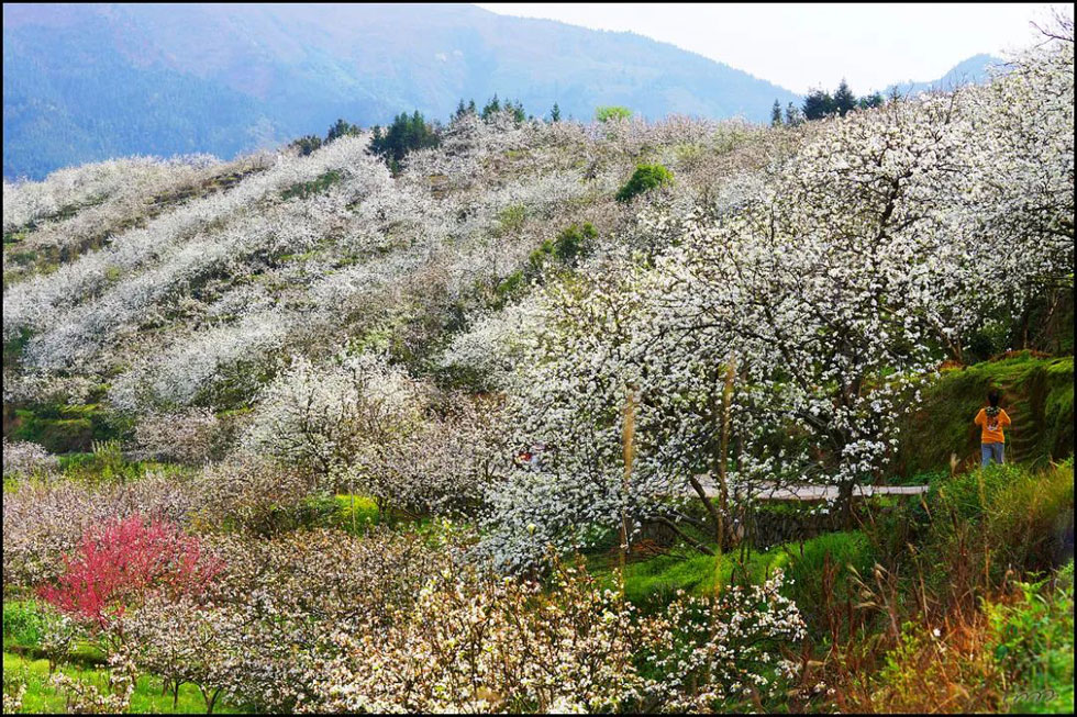【春天，广西桂林灌阳县向您发出邀请！】我们在灌阳看梨花 - 游山玩水 - 盘锦生活社区 - 盘锦28生活网 pj.28life.net