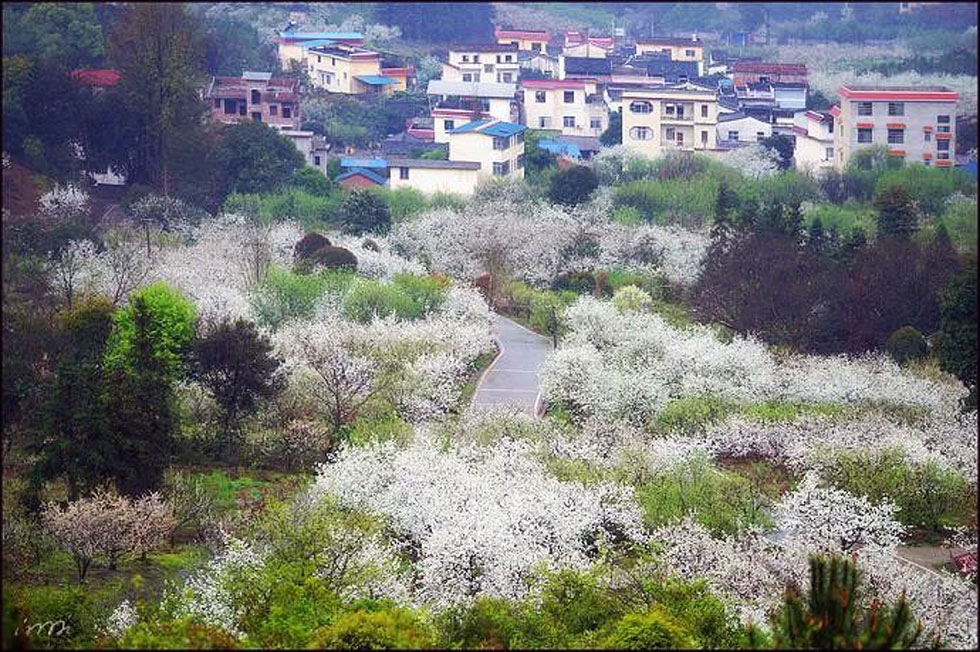 【春天，广西桂林灌阳县向您发出邀请！】我们在灌阳看梨花 - 游山玩水 - 盘锦生活社区 - 盘锦28生活网 pj.28life.net