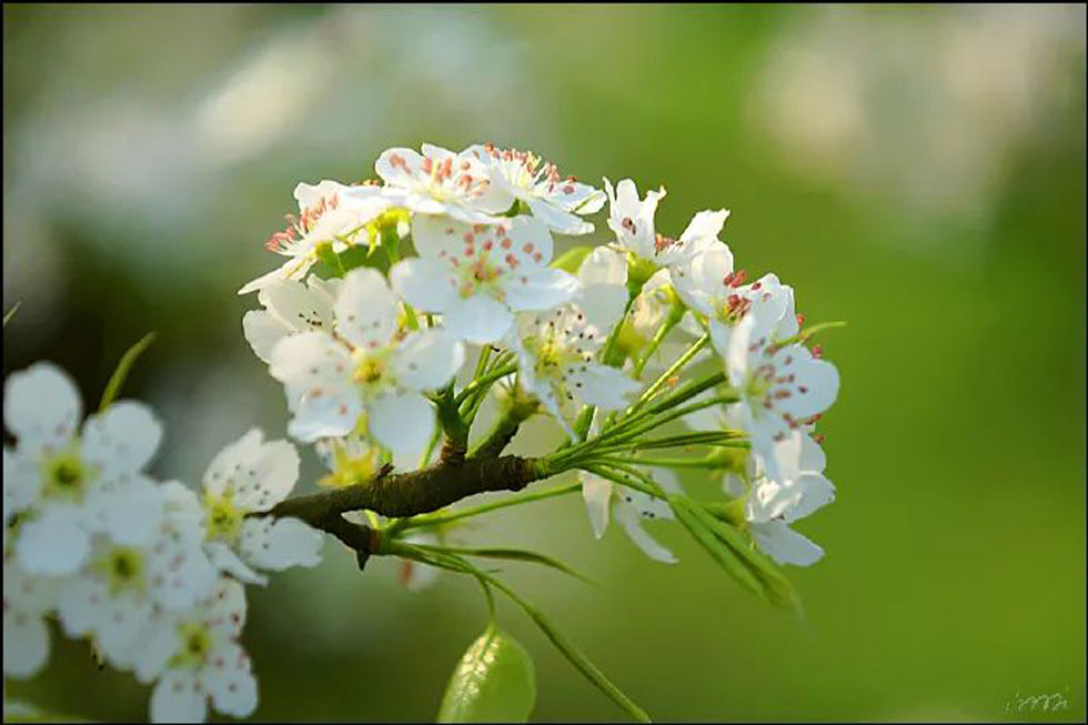 【春天，广西桂林灌阳县向您发出邀请！】我们在灌阳看梨花 - 游山玩水 - 盘锦生活社区 - 盘锦28生活网 pj.28life.net