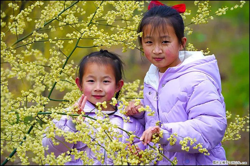 【春天，广西桂林灌阳县向您发出邀请！】米珠山前有片山苍子花在飘香 - 游山玩水 - 盘锦生活社区 - 盘锦28生活网 pj.28life.net
