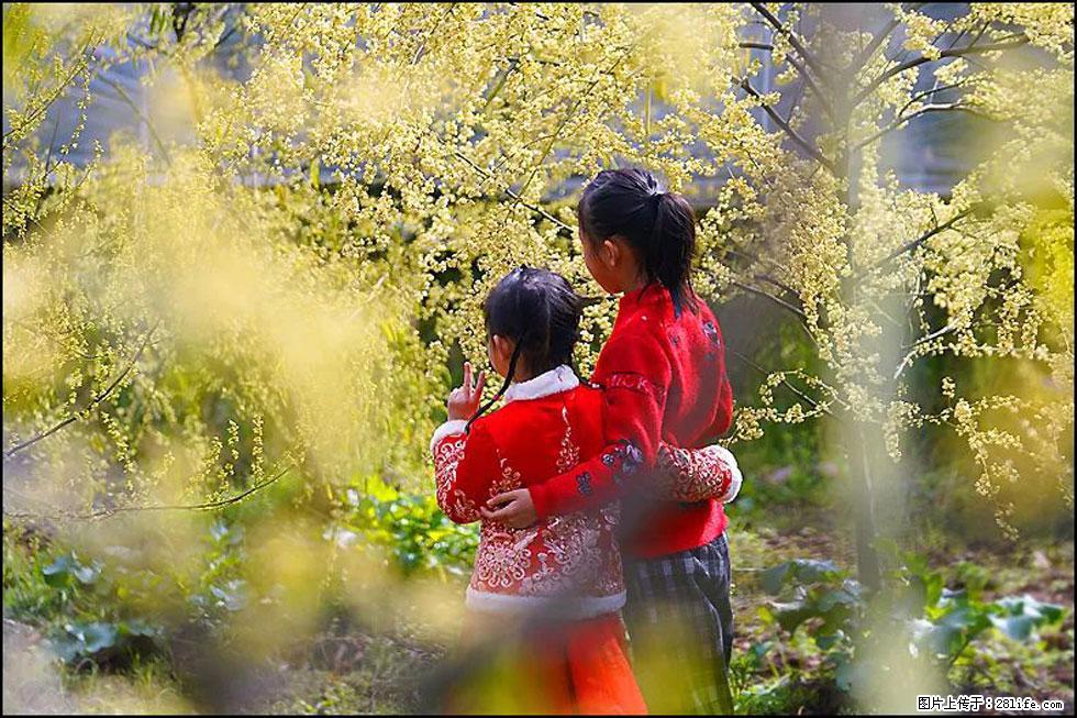 【春天，广西桂林灌阳县向您发出邀请！】米珠山前有片山苍子花在飘香 - 游山玩水 - 盘锦生活社区 - 盘锦28生活网 pj.28life.net