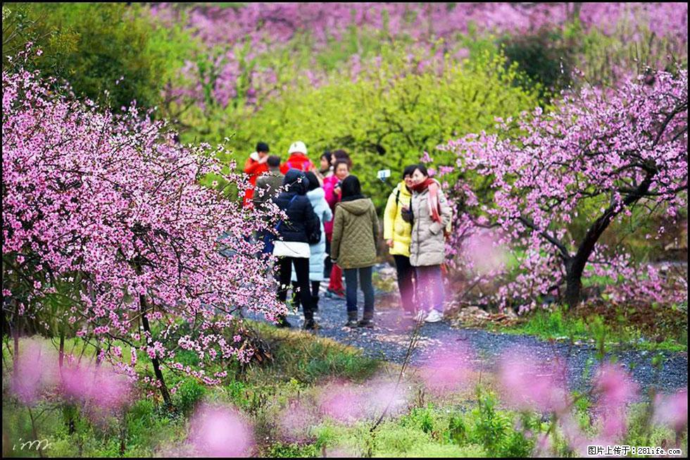 【春天，广西桂林灌阳县向您发出邀请！】官庄村有个醉美的桃花园 - 游山玩水 - 盘锦生活社区 - 盘锦28生活网 pj.28life.net