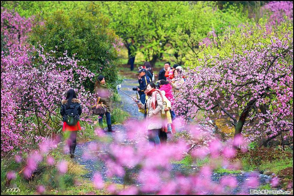 【春天，广西桂林灌阳县向您发出邀请！】官庄村有个醉美的桃花园 - 游山玩水 - 盘锦生活社区 - 盘锦28生活网 pj.28life.net