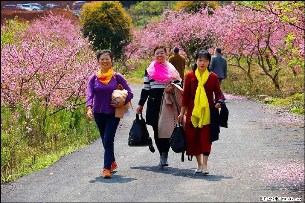 【春天，广西桂林灌阳县向您发出邀请！】官庄村有个醉美的桃花园 - 游山玩水 - 盘锦生活社区 - 盘锦28生活网 pj.28life.net