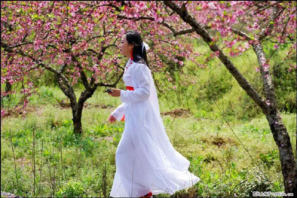 【春天，广西桂林灌阳县向您发出邀请！】官庄村有个醉美的桃花园 - 游山玩水 - 盘锦生活社区 - 盘锦28生活网 pj.28life.net