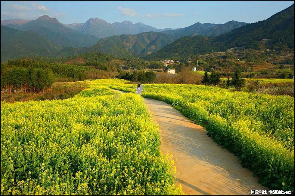 【春天，广西桂林灌阳县向您发出邀请！】长坪村油菜盛情花开 - 游山玩水 - 盘锦生活社区 - 盘锦28生活网 pj.28life.net