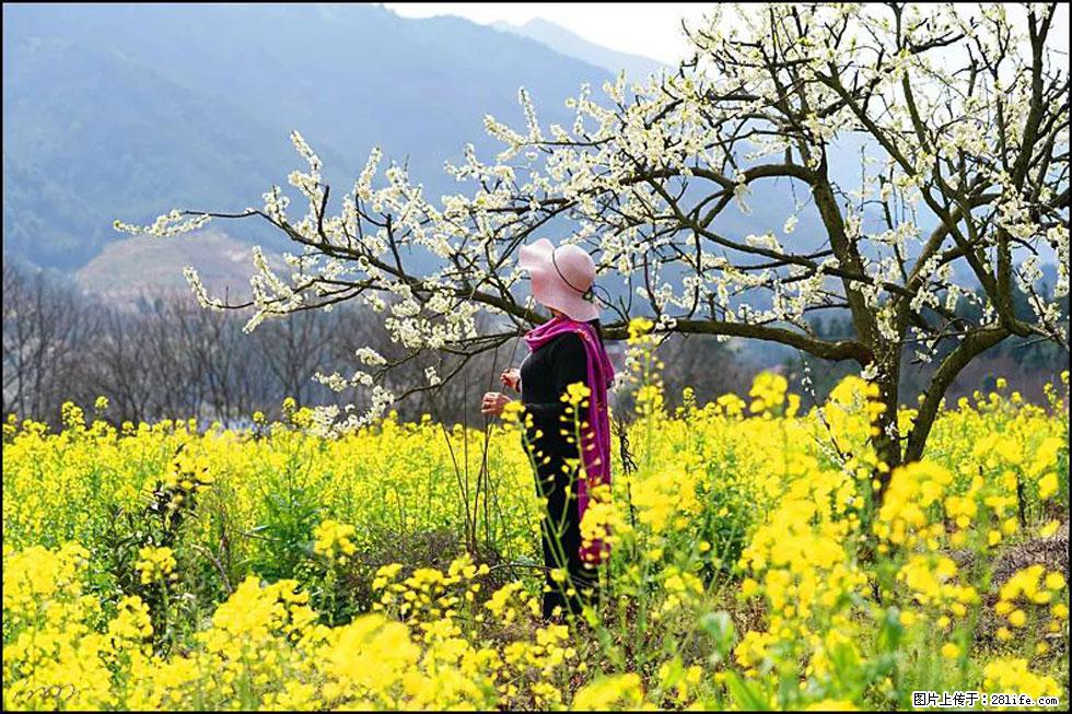 【春天，广西桂林灌阳县向您发出邀请！】长坪村油菜盛情花开 - 游山玩水 - 盘锦生活社区 - 盘锦28生活网 pj.28life.net