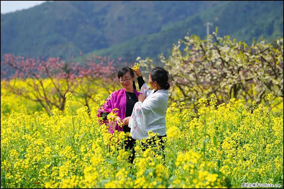 【春天，广西桂林灌阳县向您发出邀请！】长坪村油菜盛情花开 - 游山玩水 - 盘锦生活社区 - 盘锦28生活网 pj.28life.net