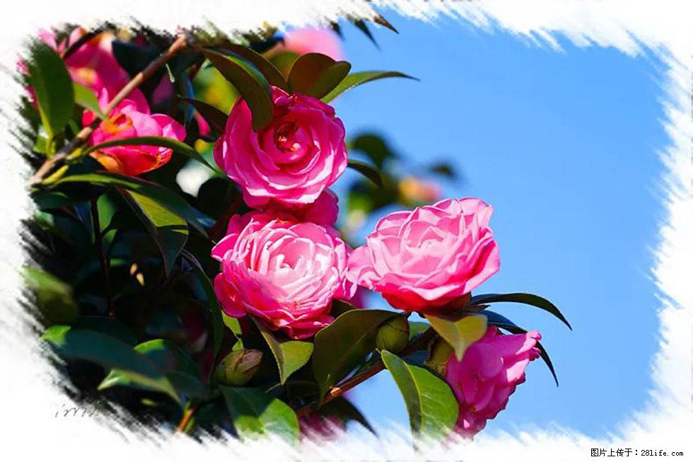 【春天，广西桂林灌阳县向您发出邀请！】杨柳井茶花惹人爱 - 游山玩水 - 盘锦生活社区 - 盘锦28生活网 pj.28life.net