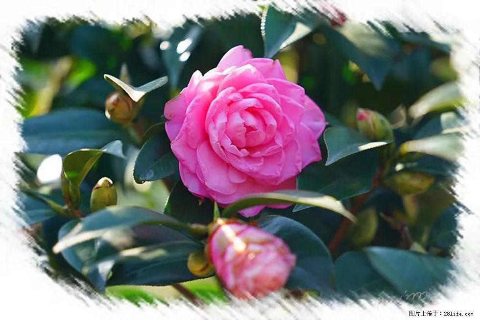 【春天，广西桂林灌阳县向您发出邀请！】杨柳井茶花惹人爱 - 游山玩水 - 盘锦生活社区 - 盘锦28生活网 pj.28life.net