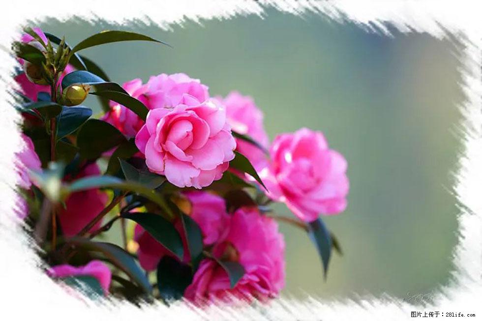 【春天，广西桂林灌阳县向您发出邀请！】杨柳井茶花惹人爱 - 游山玩水 - 盘锦生活社区 - 盘锦28生活网 pj.28life.net
