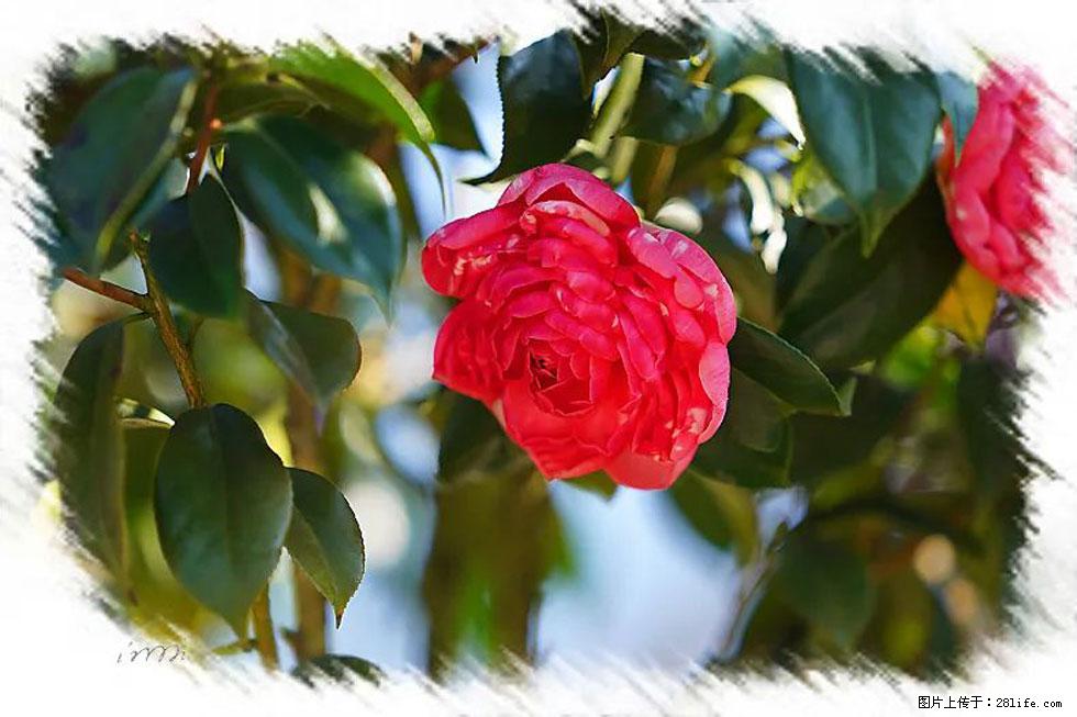 【春天，广西桂林灌阳县向您发出邀请！】杨柳井茶花惹人爱 - 游山玩水 - 盘锦生活社区 - 盘锦28生活网 pj.28life.net