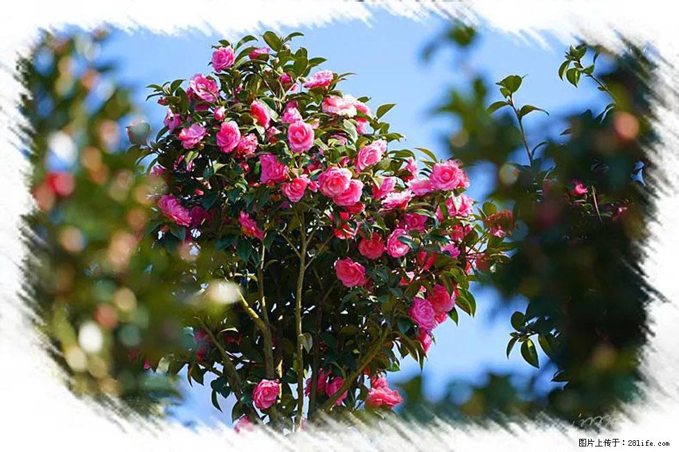 【春天，广西桂林灌阳县向您发出邀请！】杨柳井茶花惹人爱 - 游山玩水 - 盘锦生活社区 - 盘锦28生活网 pj.28life.net
