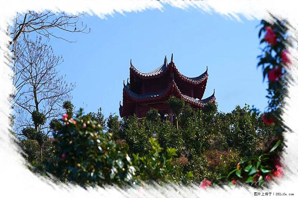 【春天，广西桂林灌阳县向您发出邀请！】杨柳井茶花惹人爱 - 游山玩水 - 盘锦生活社区 - 盘锦28生活网 pj.28life.net