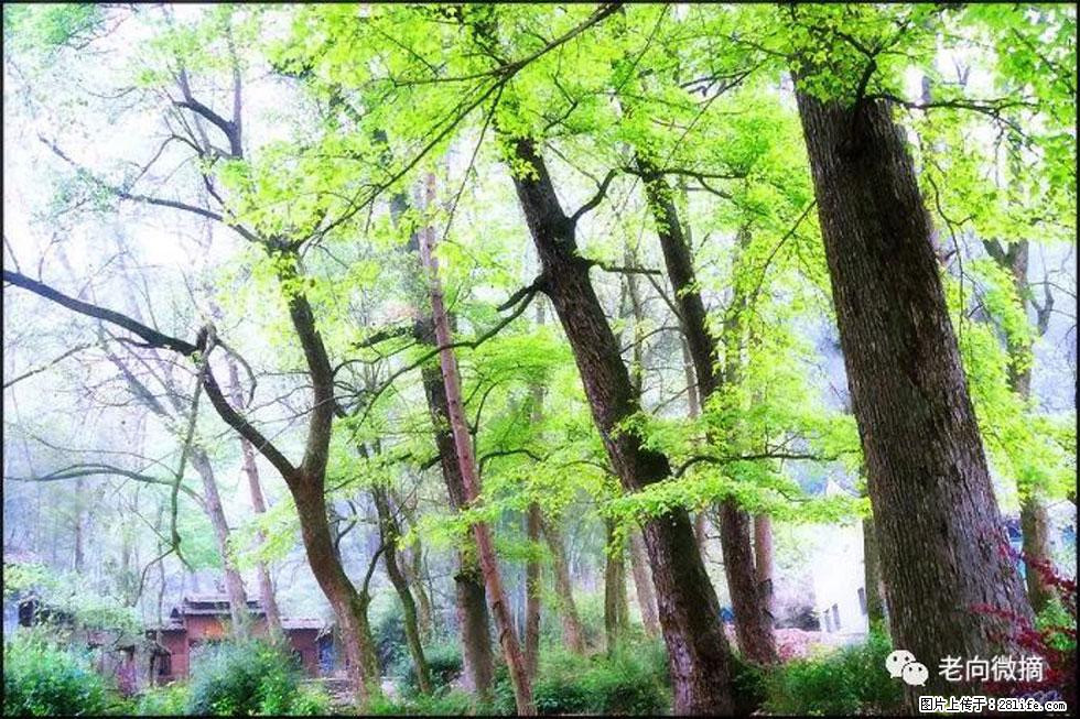 【春天，广西桂林灌阳县向您发出邀请！】在小龙村与春天约会 - 游山玩水 - 盘锦生活社区 - 盘锦28生活网 pj.28life.net