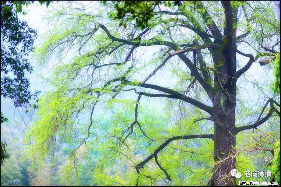 【春天，广西桂林灌阳县向您发出邀请！】在小龙村与春天约会 - 游山玩水 - 盘锦生活社区 - 盘锦28生活网 pj.28life.net