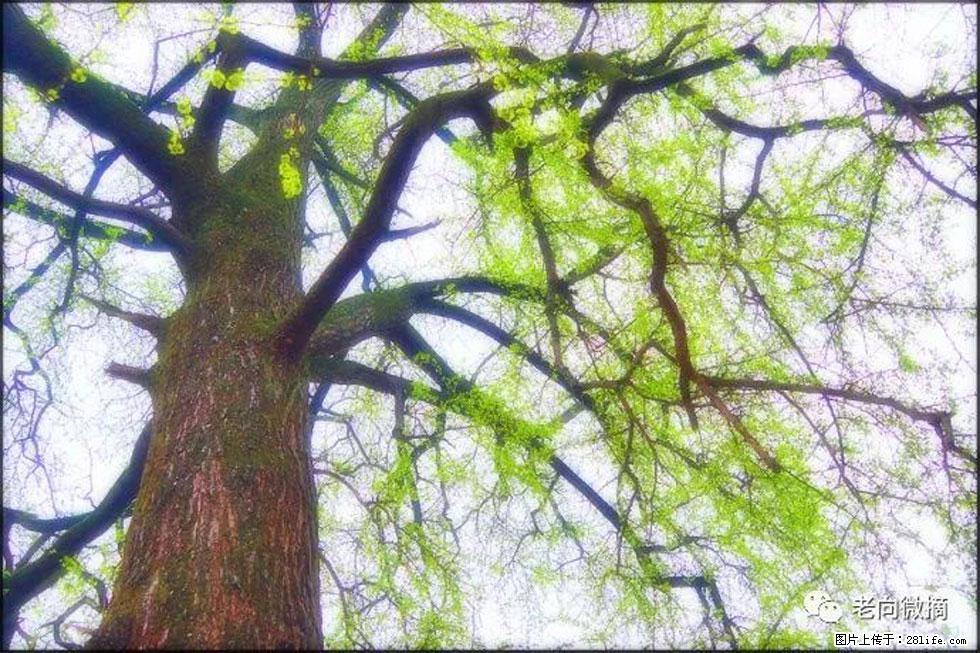 【春天，广西桂林灌阳县向您发出邀请！】在小龙村与春天约会 - 游山玩水 - 盘锦生活社区 - 盘锦28生活网 pj.28life.net