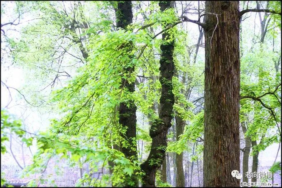 【春天，广西桂林灌阳县向您发出邀请！】在小龙村与春天约会 - 游山玩水 - 盘锦生活社区 - 盘锦28生活网 pj.28life.net