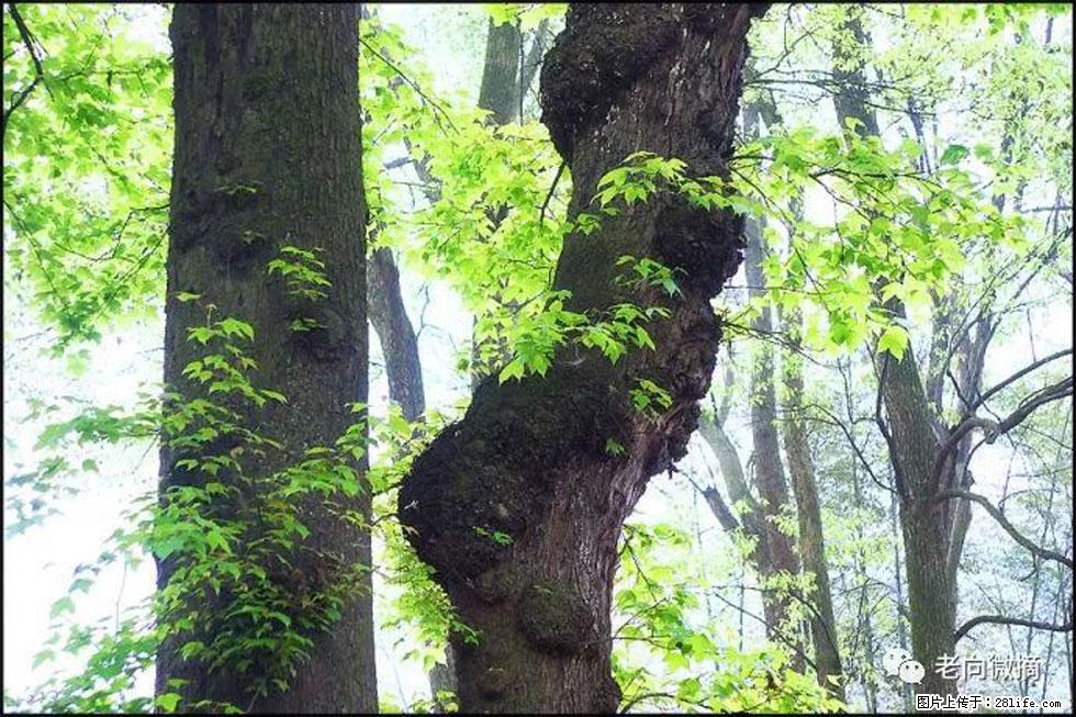 【春天，广西桂林灌阳县向您发出邀请！】在小龙村与春天约会 - 游山玩水 - 盘锦生活社区 - 盘锦28生活网 pj.28life.net