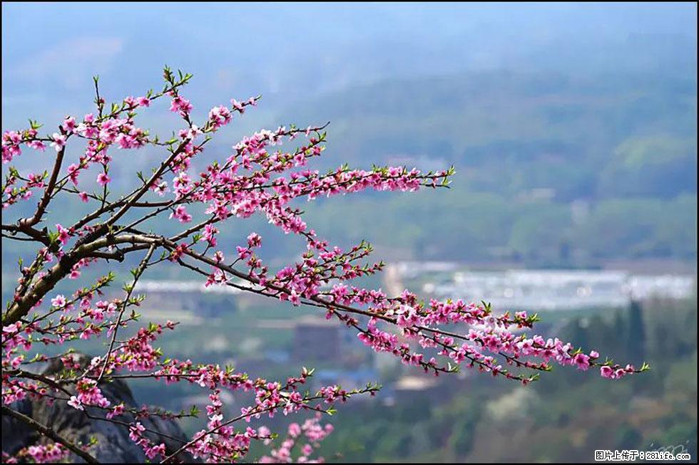 【春天，广西桂林灌阳县向您发出邀请！】望月岭上桃花开 - 游山玩水 - 盘锦生活社区 - 盘锦28生活网 pj.28life.net