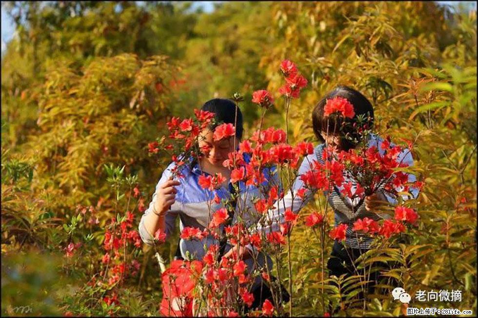 【春天，广西桂林灌阳县向您发出邀请！】登麒麟山，相约映山红 - 游山玩水 - 盘锦生活社区 - 盘锦28生活网 pj.28life.net