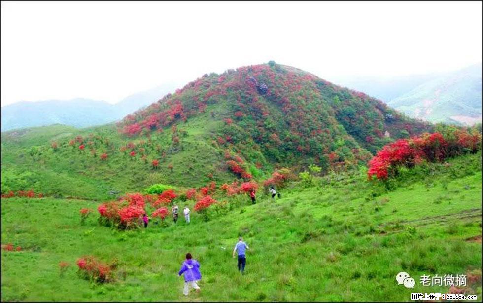 【春天，广西桂林灌阳县向您发出邀请！】宝盖山上映山红 - 游山玩水 - 盘锦生活社区 - 盘锦28生活网 pj.28life.net