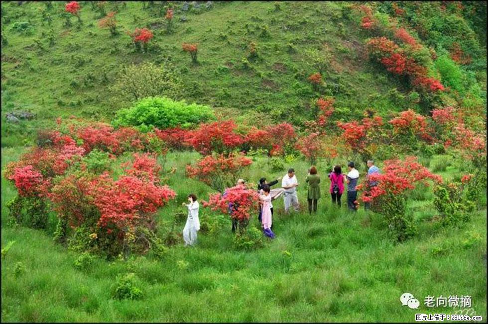 【春天，广西桂林灌阳县向您发出邀请！】宝盖山上映山红 - 游山玩水 - 盘锦生活社区 - 盘锦28生活网 pj.28life.net