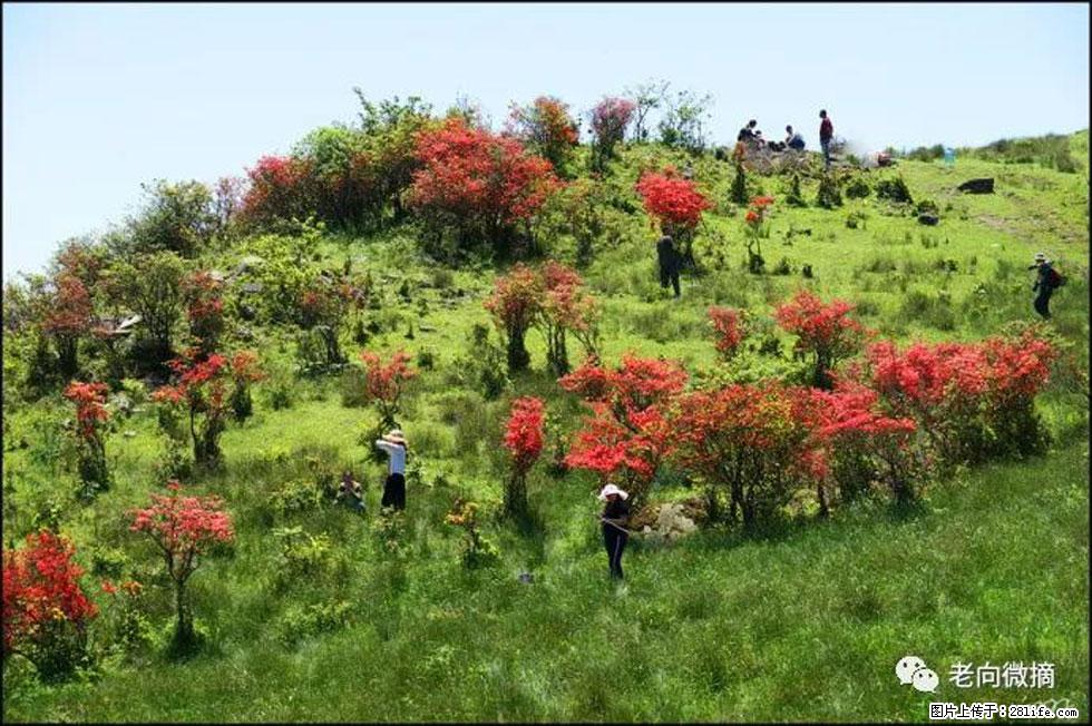 【春天，广西桂林灌阳县向您发出邀请！】宝盖山上映山红 - 游山玩水 - 盘锦生活社区 - 盘锦28生活网 pj.28life.net