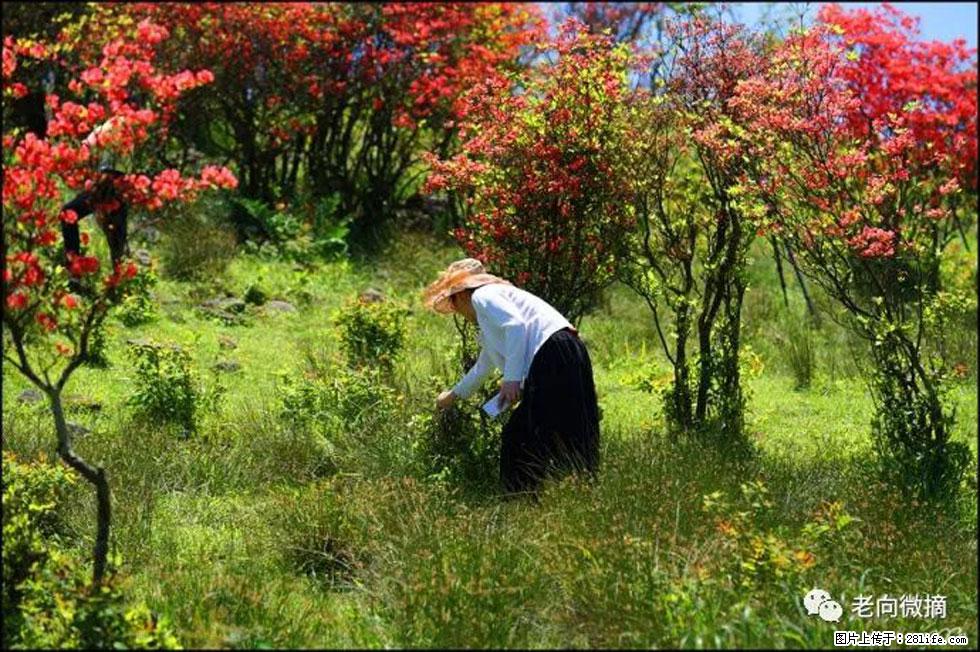 【春天，广西桂林灌阳县向您发出邀请！】宝盖山上映山红 - 游山玩水 - 盘锦生活社区 - 盘锦28生活网 pj.28life.net