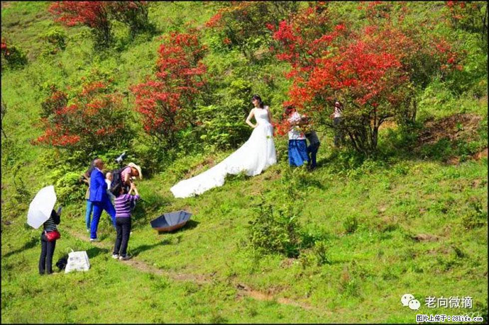 【春天，广西桂林灌阳县向您发出邀请！】宝盖山上映山红 - 游山玩水 - 盘锦生活社区 - 盘锦28生活网 pj.28life.net