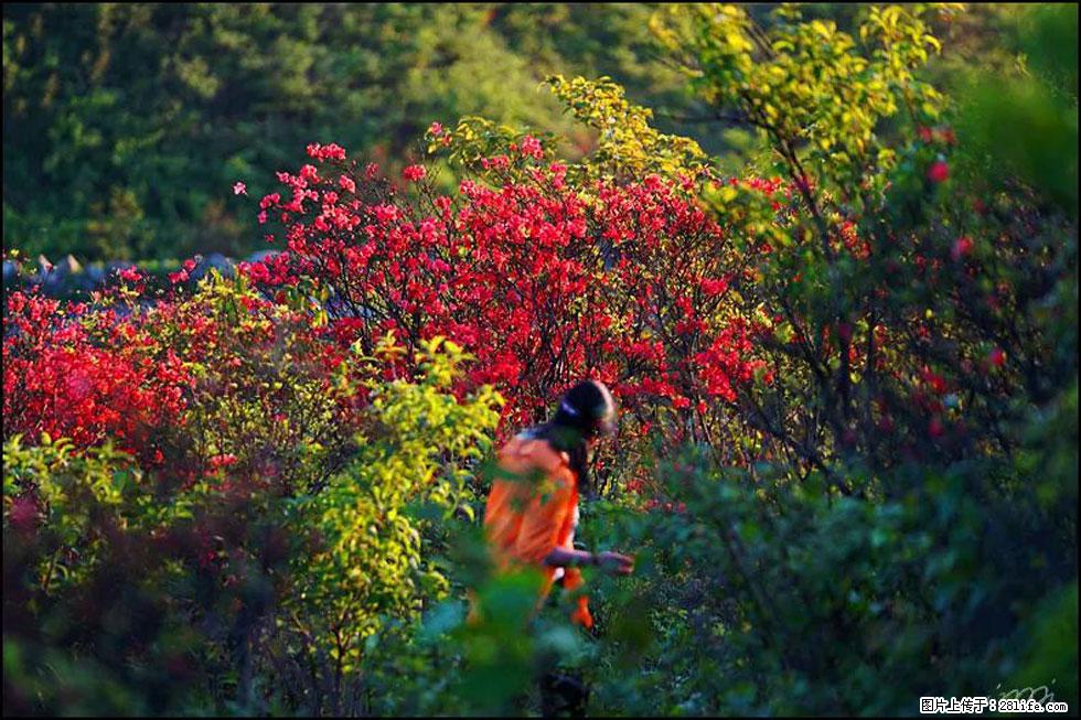 【春天，广西桂林灌阳县向您发出邀请！】春木界上映山红 - 游山玩水 - 盘锦生活社区 - 盘锦28生活网 pj.28life.net