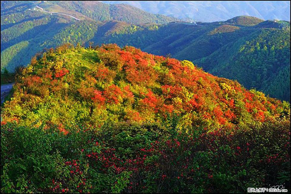 【春天，广西桂林灌阳县向您发出邀请！】春木界上映山红 - 游山玩水 - 盘锦生活社区 - 盘锦28生活网 pj.28life.net