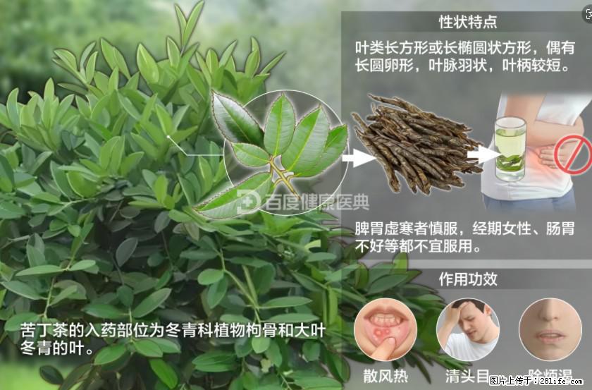 苦丁茶有哪些功效和作用 - 生活百科 - 盘锦生活社区 - 盘锦28生活网 pj.28life.net