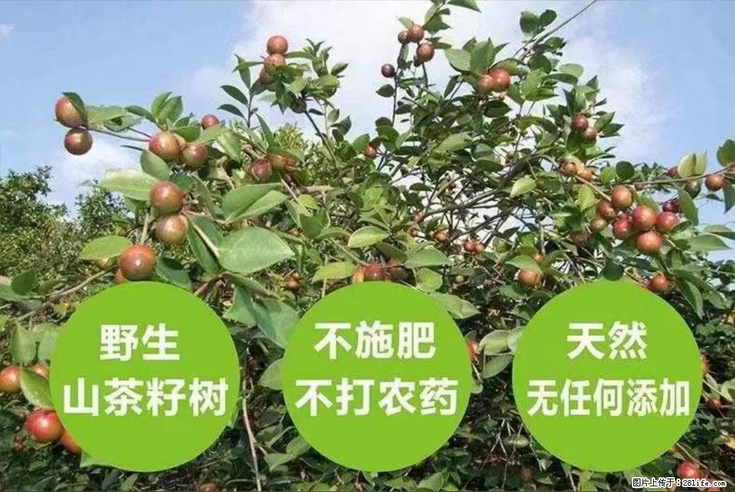 【灌阳县油茶产业示范区】一个有着充实的精神生活的人，对待身外之物自会有一种淡泊的态度 - 美食天地 - 盘锦生活社区 - 盘锦28生活网 pj.28life.net