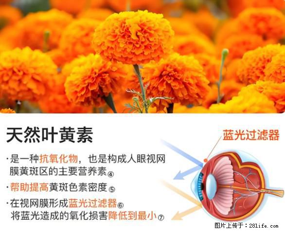 叶黄素有什么功效和作用 - 生活百科 - 盘锦生活社区 - 盘锦28生活网 pj.28life.net