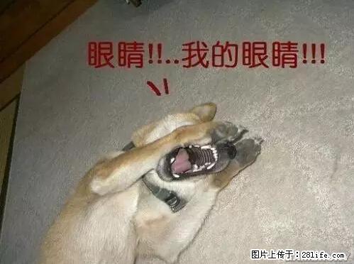笑癫了！一女的怀孕三年未生，他终于忍不住了... - 娱乐八卦 - 盘锦生活社区 - 盘锦28生活网 pj.28life.net