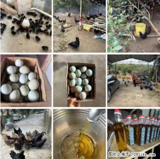 油茶园从小鸡仔开始养起的纯土鸡、土鸡蛋可以预定啦！还有前几天刚榨的纯山茶油哦 - 盘锦28生活网 pj.28life.net