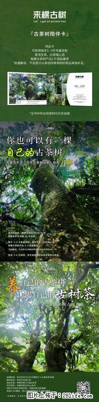 你也可以有一棵自己的古茶树 - 农作物 - 农林牧渔 - 盘锦分类信息 - 盘锦28生活网 pj.28life.net