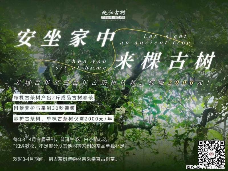 你也可以有一棵自己的古茶树 - 农作物 - 农林牧渔 - 盘锦分类信息 - 盘锦28生活网 pj.28life.net
