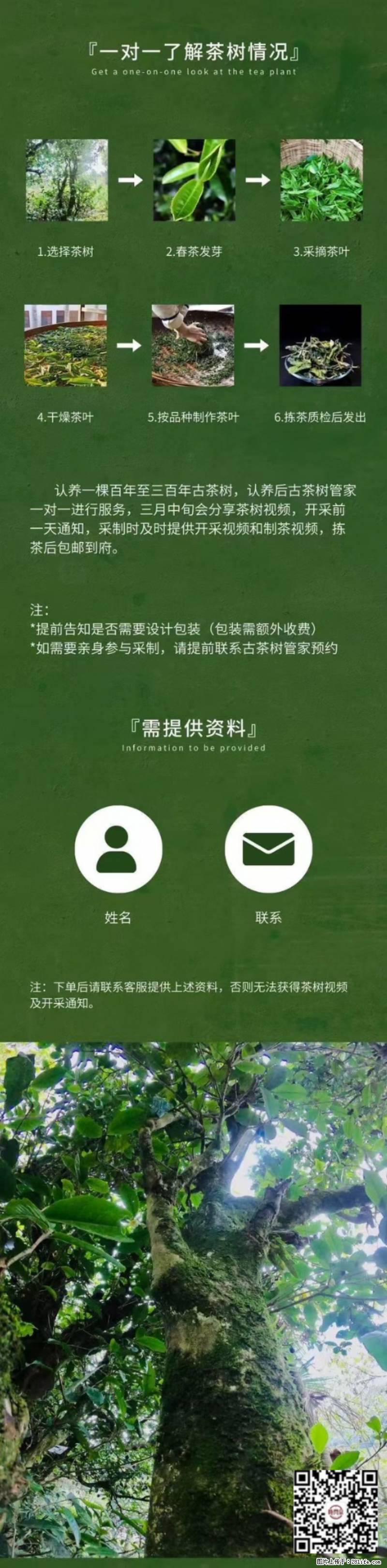 你也可以有一棵自己的古茶树 - 农作物 - 农林牧渔 - 盘锦分类信息 - 盘锦28生活网 pj.28life.net