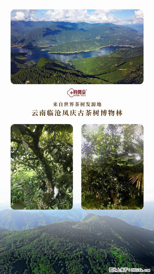 时间果百年古树2025年春红茶 - 购物交流 - 盘锦生活社区 - 盘锦28生活网 pj.28life.net