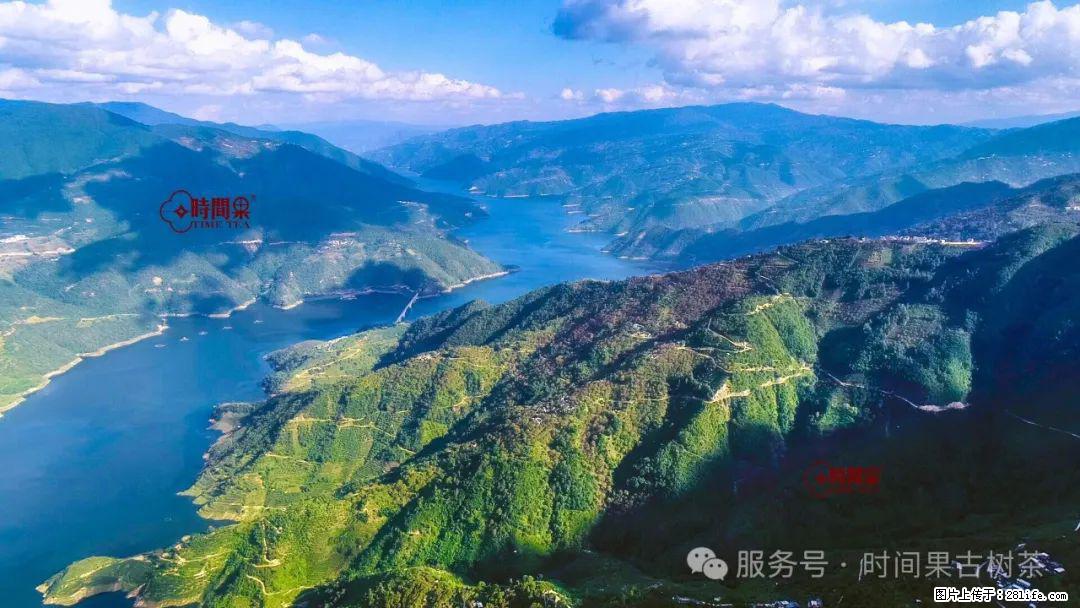 时间果百年古树龙珠普洱生茶 - 购物交流 - 盘锦生活社区 - 盘锦28生活网 pj.28life.net