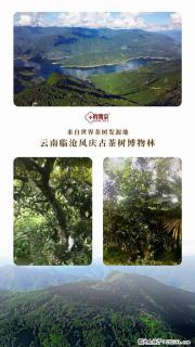 时间果百年古树红茶 - 盘锦28生活网 pj.28life.net