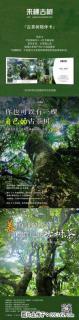 你也可以有一棵自己的古茶树 - 盘锦28生活网 pj.28life.net