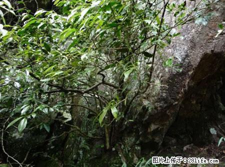 平乐石崖茶，珍贵仅次于金花茶 - 盘锦生活资讯 - 盘锦28生活网 pj.28life.net