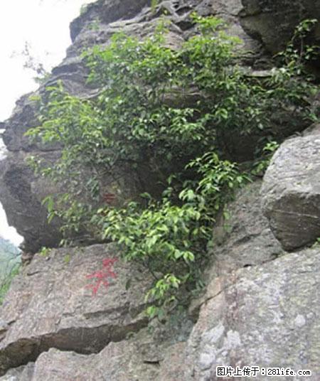 平乐石崖茶，珍贵仅次于金花茶 - 盘锦生活资讯 - 盘锦28生活网 pj.28life.net