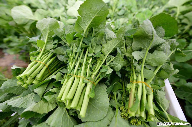 这些蔬菜是“天然钙片”，这6种被医生重点推荐 - 盘锦生活资讯 - 盘锦28生活网 pj.28life.net